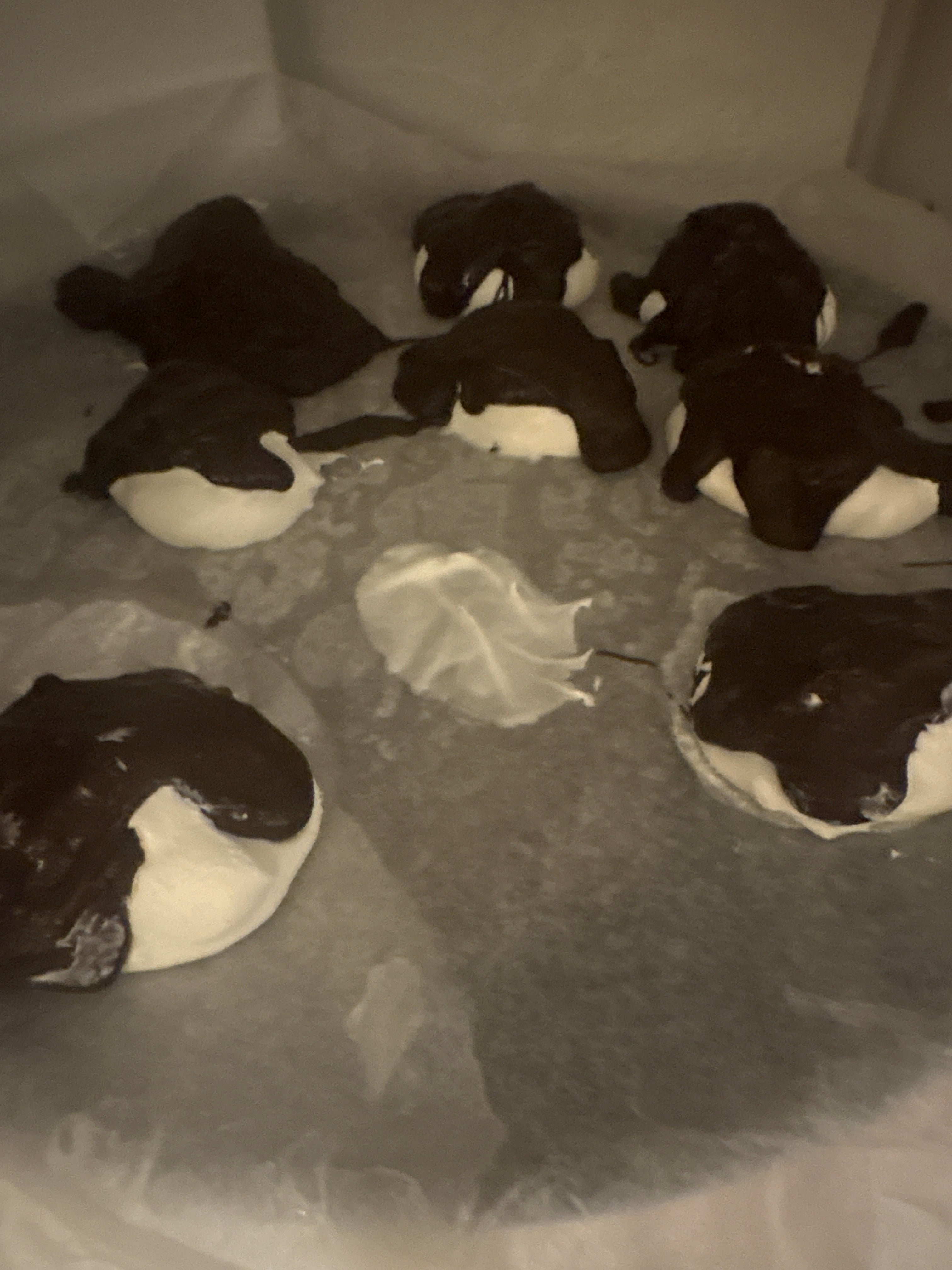 Chocolate covered cool whip